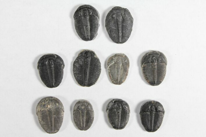 Lot: / Elrathia Trilobites - Pieces #92028
